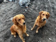 d9d62177f6ab8ba61d30a89ca5361798_184x138_fill