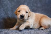 da2d87d1e390d58f63564025adbafeec_195x130_fill