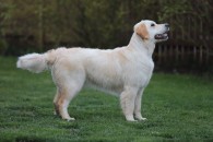 dbc4c8f127ed639cfa233f002f5b8c6b_195