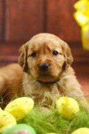 dbe64fcd86f57596ab6a8d30a13aa8f7_130x195_fill