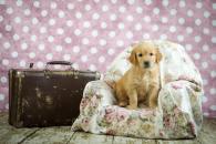 dc4280af4ca08576f5dbf14a094b47ed_195x130_fill