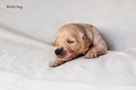 dc52b767a52ae075ab26205b6c89dae7_195