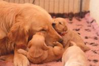 dc92b7ce37b0ba81d780e60bc07b779d_195x130_fill