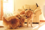 dcb849da1b32649930c3d594e8271528_195x130_fill