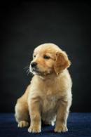 dd02c3b0c3622c39148eec5d1c4f3149_130x195