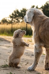 dd4f1072b814c9026d076617021a189d_164x246