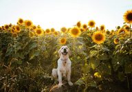 ddb4a6a208a7e80e7dc34fa9702af825_192x134_fill