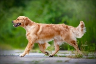 dde118b3a5db735e24272c139e880e26_195