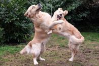 def185371d521e1c3f3e8c9272046cbf_195