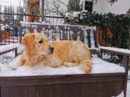 df69c70cc13f3976ea29a8f2aea93a82_184x138_fill