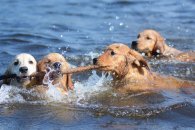 e012881e039d6cc48e1c140f44a24ee9_195