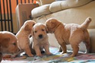 e286201140b43bbbf847c0b63b2add25_195x130_fill