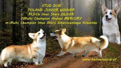 e2e33fa148d10602cbddf74cf4a641dd_398