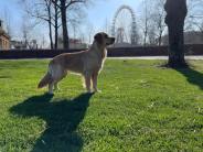 e2f2038c520550f130e725ebfa180f25_184x138_fill