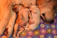 e36de76ab4264ecc356b22db1a47ed4f_194