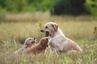 e3b569b7fa895ab855023f73a8a522db_195