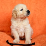 e3cbc590c27496db5200d24127624a75_160x160_fill