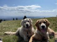 e3cc81da24386d83c9f481d2f0b623f6_184