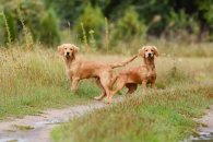 e67fa1edbf4a9d6c2068d66440a9864f_195