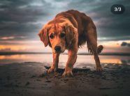 e69abffc74c7d847f4b2ea921f2ad409_186