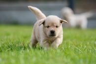 e6ab923d7f4e57ddd1ce948612ce60ed_195x130_fill