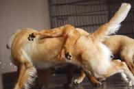 e83a8178fba61d296fc6826bedcacb5c_195