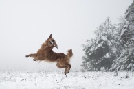 e8d70920fd4d91d1eaa7d88cd71746ed_195