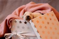 e9215e95f83853b61cbd491eb222ad22_194