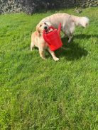 e932662429fe884fec0470782486fe35_138x184_fill