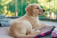 e9b5109599dcd682b87ee067742b75e9_194