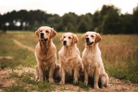 e9b93b30a2ced588cdc4681f098e3fca_195