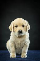 e9e2ed72770a8ecfd89d7a62ebbbd64f_130x195_fill