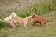 eab40c7dac7e88c7537124c1c6d6627e_194