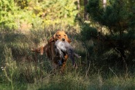 eae6c55617c531eb098209aee0b78562_195