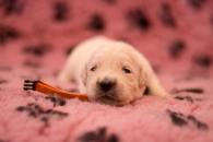 eb62001e45f6073ad06071819c28923f_195