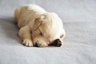 eb83c466eec76cfee4b92765be5d5b56_195x130_fill