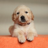 ec09bd999192b642cc7d6c26e93451d4_160x160_fill