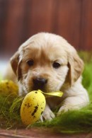 eca3cdc4369216efd8de961760d6c6b6_130x195_fill