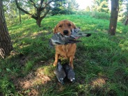 ecdf71395cf75d25589b349ec4a0a2c9_184x138_fill