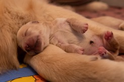 ed1fd58f9f77c9cb42076ffc27bb8b57_246