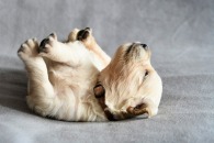 ed88630fc88316732352a8419080f2a5_195x130_fill