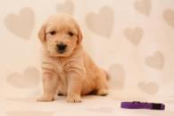 edb7e395ab9451cf1d60783a5e1deeb8_195x130_fill