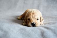 ee1d1a637271c62f8ad8fbce086ccf22_195x130_fill