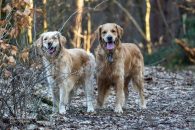 ee316096dff81d194f68ee34ab0d4fde_195x130_fill