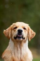 ef23387c0073f416a9d6eff669528522_130x194