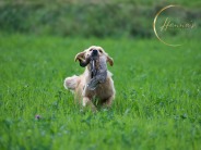 ef47351a8dde0e2724fe7ad66367aa2a_184x138_fill