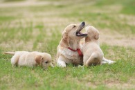 efc7c541c0ed8e67bcf249216d22d749_195x130_fill