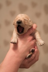 f06b8c4ecff14dfdb9c5e5361aef00ad_164x246