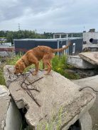 f11afe7d63e73e1d886f1e0084260d47_138x184_fill