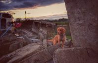 f1a80fe33a93a378a305b715710dabfc_198